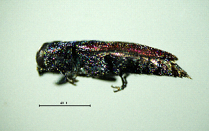  ( - BGE_00646_F07)  @11 [ ] CreativeCommons - Attribution Share - Alike (2025) Unspecified Unspecified