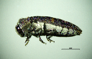  ( - BGE_00646_G04)  @11 [ ] CreativeCommons - Attribution Share - Alike (2025) Unspecified Unspecified