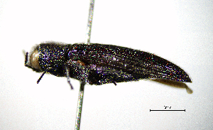  ( - BGE_00646_G05)  @11 [ ] CreativeCommons - Attribution Share - Alike (2025) Unspecified Unspecified