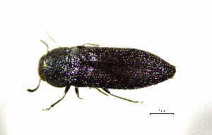  ( - BGE_00646_G06)  @11 [ ] CreativeCommons - Attribution Share - Alike (2025) Unspecified Unspecified