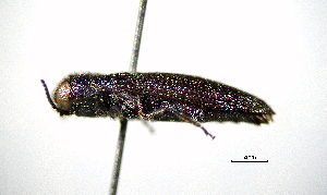  ( - BGE_00646_G06)  @11 [ ] CreativeCommons - Attribution Share - Alike (2025) Unspecified Unspecified