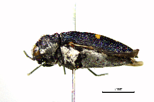  ( - BGE_00646_G07)  @11 [ ] CreativeCommons - Attribution Share - Alike (2025) Unspecified Unspecified