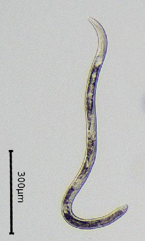  ( - BGE_00647_F02)  @11 [ ] CreativeCommons - Attribution Share - Alike (2025) Unspecified Unspecified