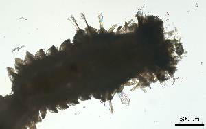  ( - BGE_00650_C12)  @11 [ ] CreativeCommons Attribution Non-Commercial (2024) Stefania Klayn Bulgarian Academy of Sciences, Institute of Biodiversity and Ecosystem Research
