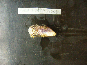  (Perumytilus - MACNINVCTMB0085)  @12 [ ] CreativeCommons - Attribution Non-Commercial (2010) Guido Pastorino Museo Argentino de Ciencias Naturales, CABA Argentina