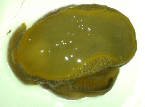  ( - UNMdP-ZINV-183)  @11 [ ] CreativeCommons - Attribution Non-Commercial Share-Alike (2014) Unspecified Laboratorio de Zoología de Invertebrados