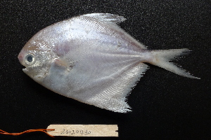  ( - PM-20120430)  @11 [ ] Copyright (2021) Jiehong Wei Chinese Academy of Sciences, Institute of Oceanology