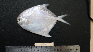 ( - PM-20120504)  @11 [ ] Copyright (2021) Jiehong Wei Chinese Academy of Sciences, Institute of Oceanology