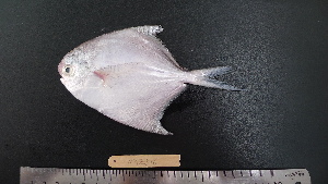  ( - PM-20120513)  @11 [ ] Copyright (2021) Jiehong Wei Chinese Academy of Sciences, Institute of Oceanology