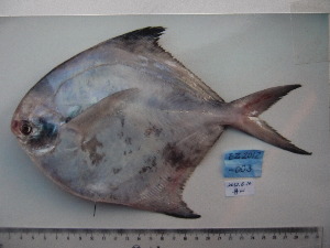  ( - PA-EZ2012003)  @11 [ ] Copyright (2021) Jiehong Wei Chinese Academy of Sciences, Institute of Oceanology