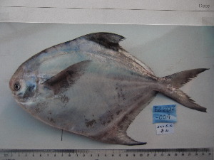  ( - PA-EZ2012004)  @11 [ ] Copyright (2021) Jiehong Wei Chinese Academy of Sciences, Institute of Oceanology