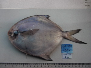  ( - PA-EZ2012005)  @11 [ ] Copyright (2021) Jiehong Wei Chinese Academy of Sciences, Institute of Oceanology