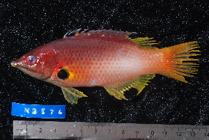  (Bodianus axillaris - NBE0074)  @14 [ ] No Rights Reserved  Unspecified Unspecified