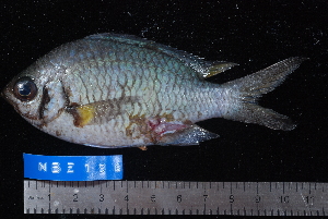  (Chromis xanthochira - NBE0196)  @13 [ ] No Rights Reserved  Unspecified Unspecified