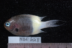  (Chromis fieldi - NBE0448)  @14 [ ] No Rights Reserved  Unspecified Unspecified