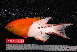  (Bodianus anthioides - NBE1113)  @14 [ ] No Rights Reserved  Unspecified Unspecified