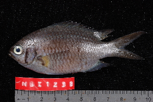  (Chromis weberi - NBE1238)  @15 [ ] No Rights Reserved  Unspecified Unspecified