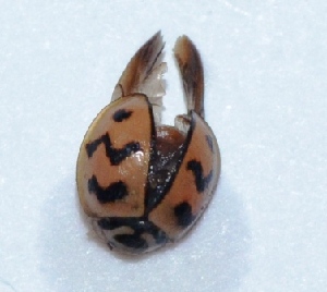  ( - M3HA68)  @12 [ ] Copyright (2013) Dr.G.D. Khedkar Paul Hebert Center for DNA Barcoding and Biodiversity Studies