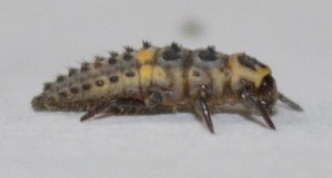  ( - GG59)  @12 [ ] Copyright (2013) Dr.G.D. Khedkar Paul Hebert Center for DNA Barcoding and Biodiversity Studies
