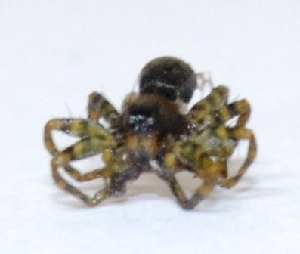  ( - M2JA9)  @12 [ ] Copyright (2013) Dr.G.D. Khedkar Paul Hebert Center for DNA Barcoding and Biodiversity Studies