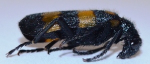  ( - V1LO11)  @12 [ ] Copyright (2013) Dr.G.D. Khedkar Paul Hebert Center for DNA Barcoding and Biodiversity Studies