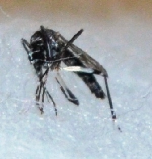  (Aedes w-albus - V1LO13)  @12 [ ] Copyright (2013) Dr.G.D. Khedkar Paul Hebert Center for DNA Barcoding and Biodiversity Studies