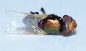  ( - M3KU27)  @12 [ ] Copyright (2013) Dr.G.D. Khedkar Paul Hebert Center for DNA Barcoding and Biodiversity Studies