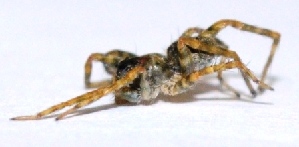 ( - M2SA3)  @12 [ ] Copyright (2013) Dr.G.D. Khedkar Paul Hebert Center for DNA Barcoding and Biodiversity Studies