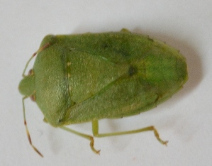  ( - PH29)  @12 [ ] Copyright (2013) Dr.G.D. Khedkar Paul Hebert Center for DNA Barcoding and Biodiversity Studies