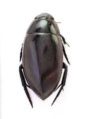  (Hydrophilus sp._PBZT - CASENT0832939-D01)  @11 [ ] CreativeCommons  Attribution (2020) California Academy of Sciences California Academy of Sciences