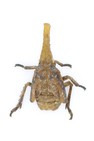  ( - CASENT0838131-D01)  @11 [ ] CreativeCommons  Attribution (2021) California Academy of Sciences California Academy of Sciences