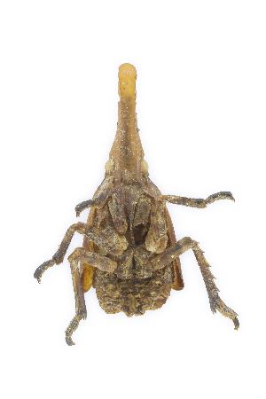  ( - CASENT0838131-D01)  @11 [ ] CreativeCommons  Attribution (2021) California Academy of Sciences California Academy of Sciences