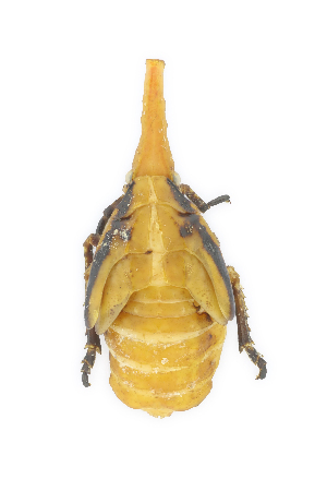  ( - CASENT0838132-D01)  @11 [ ] CreativeCommons  Attribution (2021) California Academy of Sciences California Academy of Sciences