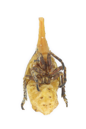  ( - CASENT0838132-D01)  @11 [ ] CreativeCommons  Attribution (2021) California Academy of Sciences California Academy of Sciences