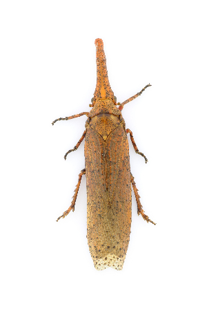  ( - CASENT0838134-D01)  @11 [ ] CreativeCommons  Attribution (2021) California Academy of Sciences California Academy of Sciences