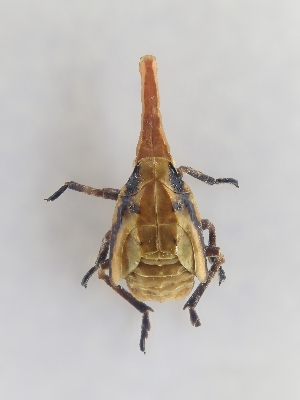  ( - CASENT0838135-D01)  @11 [ ] CreativeCommons  Attribution (2021) California Academy of Sciences California Academy of Sciences