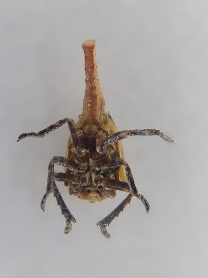  ( - CASENT0838135-D01)  @11 [ ] CreativeCommons  Attribution (2021) California Academy of Sciences California Academy of Sciences