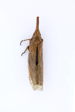  ( - CASENT0838139-D01)  @11 [ ] CreativeCommons  Attribution (2021) California Academy of Sciences California Academy of Sciences