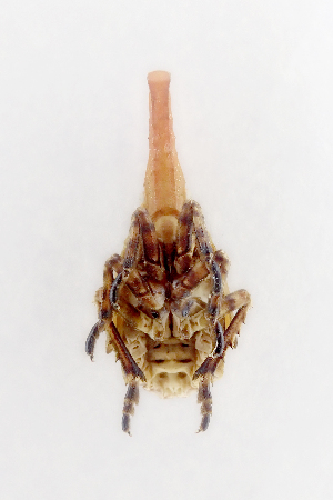  ( - CASENT0838143-D01)  @11 [ ] CreativeCommons  Attribution (2021) California Academy of Sciences California Academy of Sciences