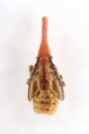  ( - CASENT0838144-D01)  @11 [ ] CreativeCommons  Attribution (2021) California Academy of Sciences California Academy of Sciences