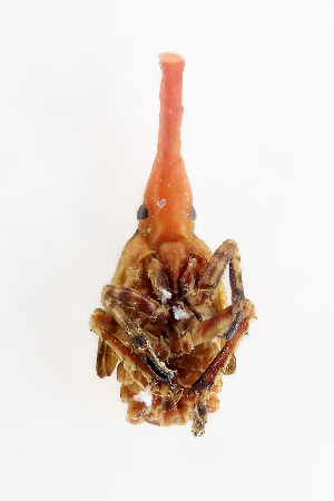  ( - CASENT0838144-D01)  @11 [ ] CreativeCommons  Attribution (2021) California Academy of Sciences California Academy of Sciences