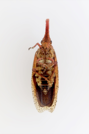  ( - CASENT0838145-D01)  @11 [ ] CreativeCommons  Attribution (2021) California Academy of Sciences California Academy of Sciences