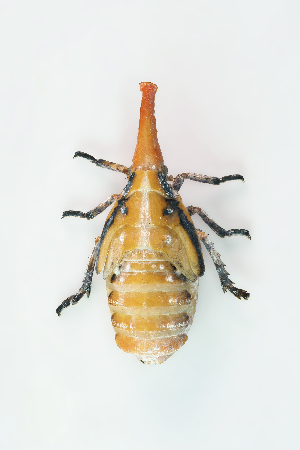  ( - CASENT0838424-D01)  @11 [ ] CreativeCommons  Attribution (2021) California Academy of Sciences California Academy of Sciences