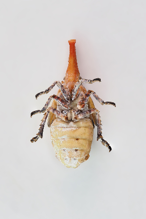  ( - CASENT0838424-D01)  @11 [ ] CreativeCommons  Attribution (2021) California Academy of Sciences California Academy of Sciences