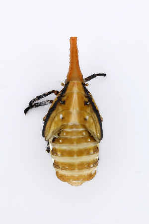  ( - CASENT0838442-D01)  @11 [ ] CreativeCommons  Attribution (2021) California Academy of Sciences California Academy of Sciences