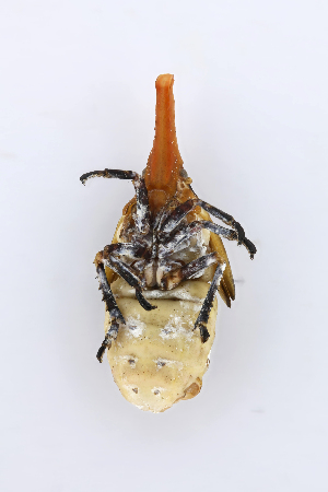  ( - CASENT0838442-D01)  @11 [ ] CreativeCommons  Attribution (2021) California Academy of Sciences California Academy of Sciences