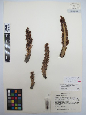  ( - MIRL13-Came-03)  @11 [ ] Copyright (2018) Unspecified Canadian Food Inspection Agency