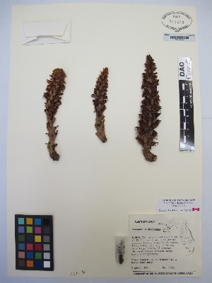  ( - MIRL13-Came-08)  @11 [ ] Copyright (2018) Unspecified Canadian Food Inspection Agency