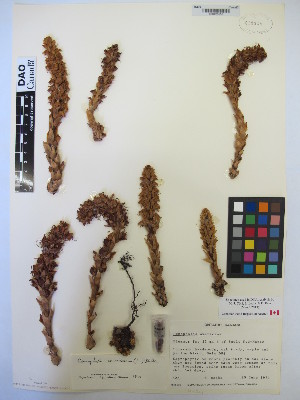  ( - MIRL13-Came-09)  @11 [ ] Copyright (2018) Unspecified Canadian Food Inspection Agency