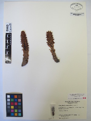  ( - MIRL13-Came-10)  @11 [ ] Copyright (2018) Unspecified Canadian Food Inspection Agency